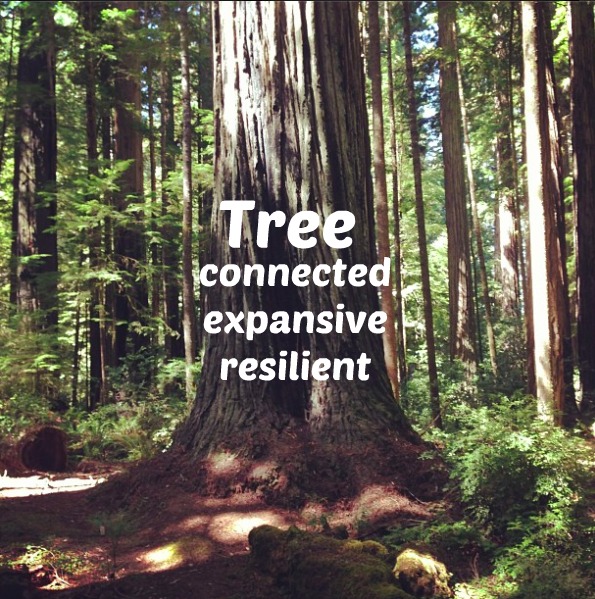 Tree Meditation for Inner Peace