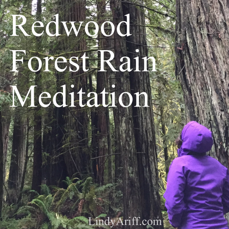 Redwood Forest Rain