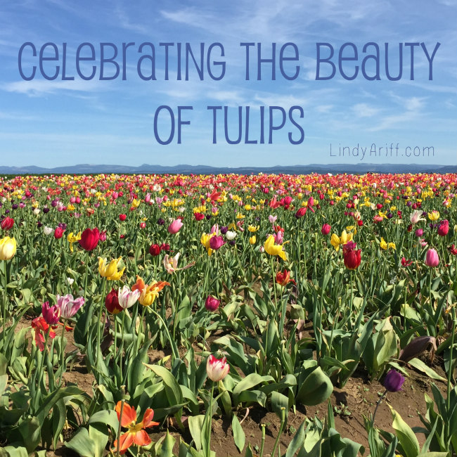 Celebrating Tulips
